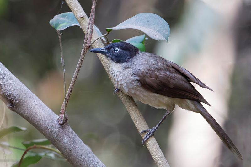 Blackcap Babbler