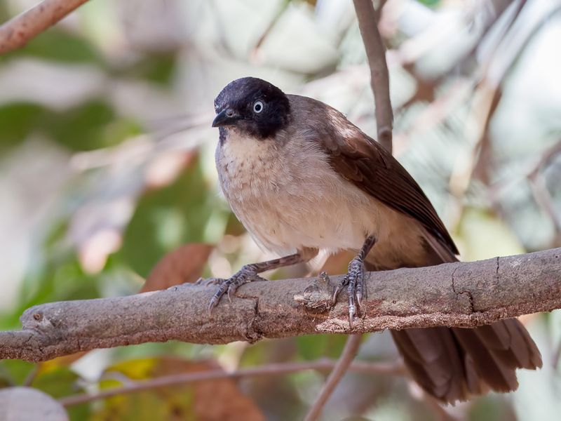 Blackcap Babbler