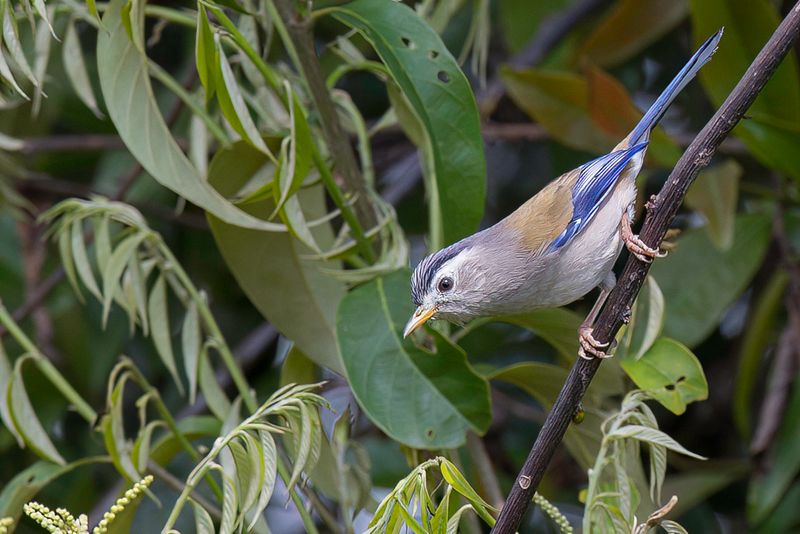 Blue-winged Minla