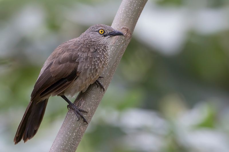 Brown Babbler