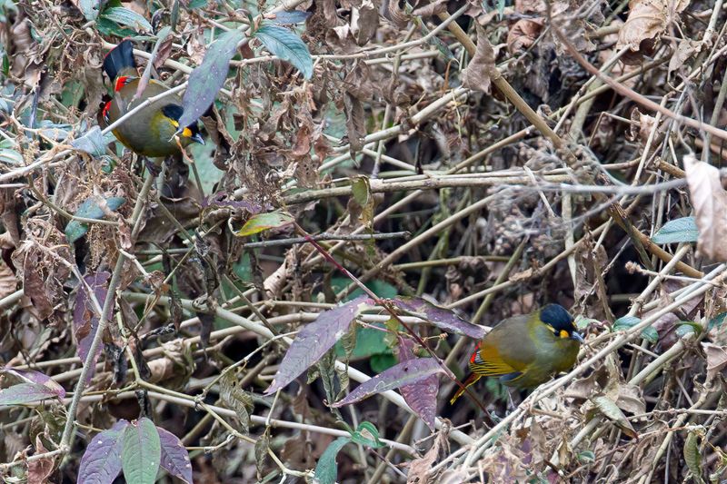 Bugun Liocichla