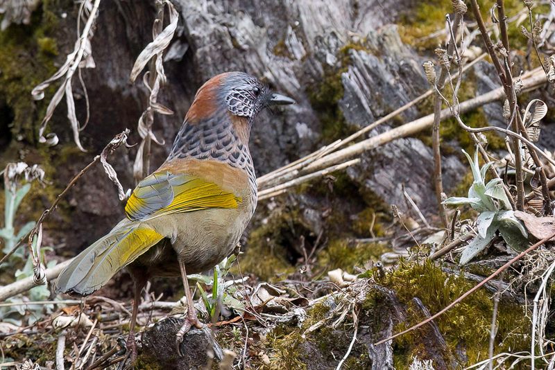 Chestnut-crowned Laughingthrush
