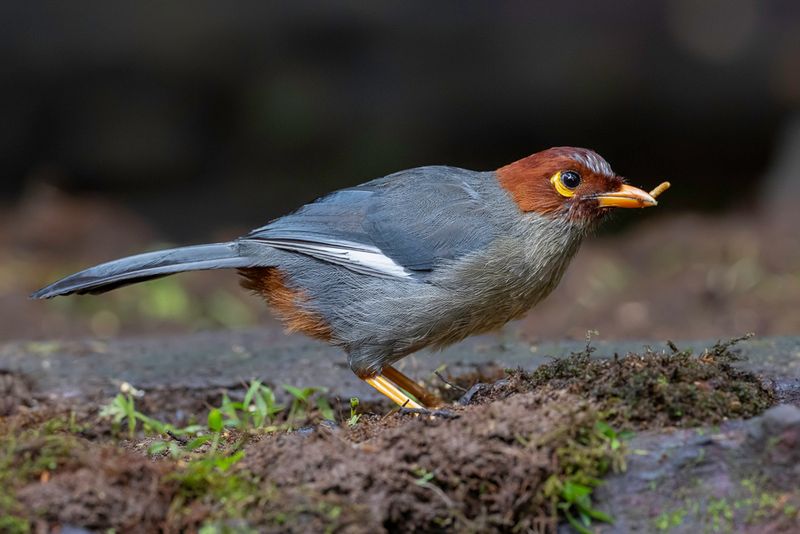Chestnut-hooded Laughingthrush