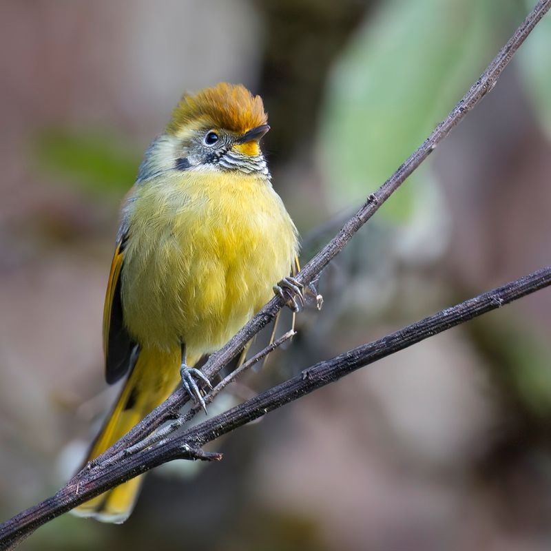 Bar-throated Minla
