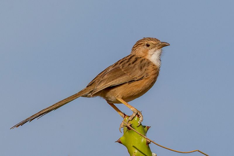 Common Babbler