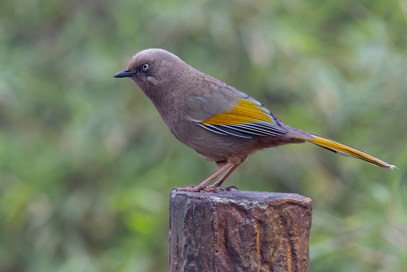 Elliot's Laughingthrush