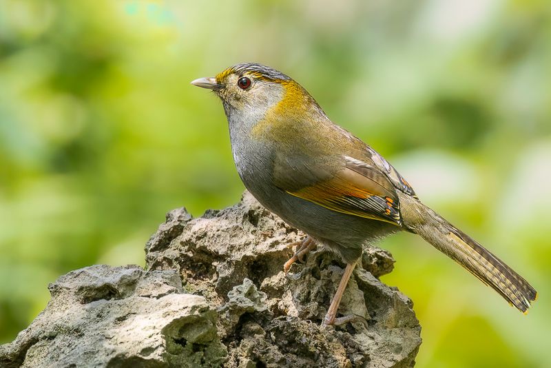 Emei Shan Liocichla (f)