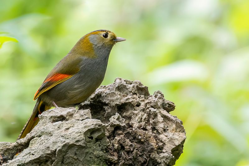 Emei Shan Liocichla (m)