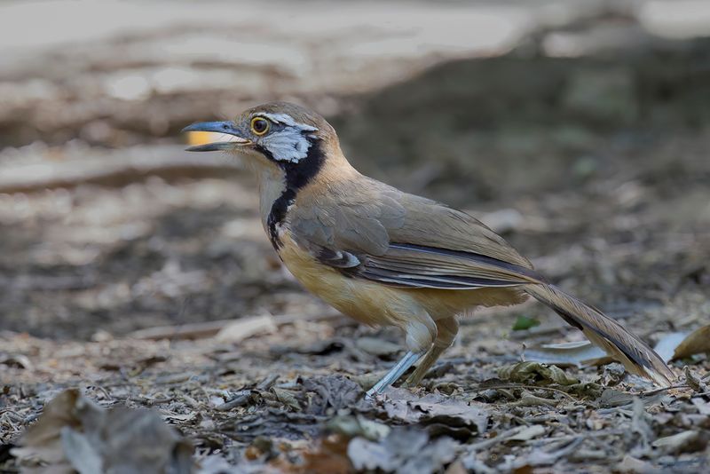 Greater Necklaced Laughingthrush