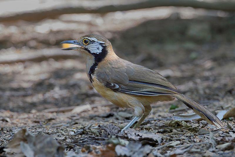 Greater Necklaced Laughingthrush