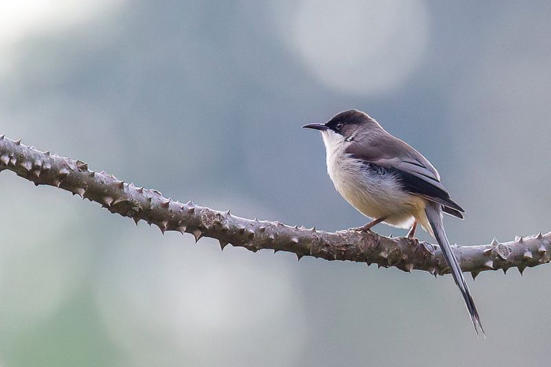 Grey Sibia