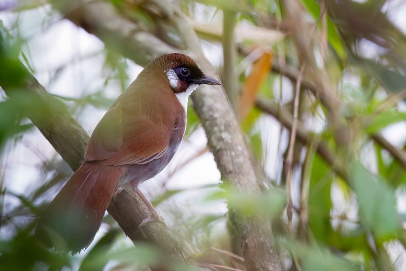 Grey-sided Laughingthrush