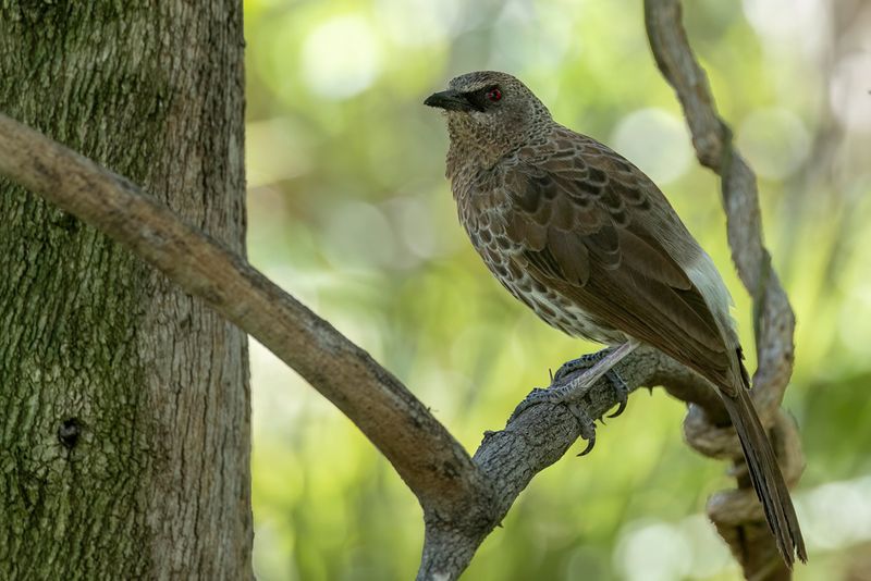 Hartlaub's Babbler