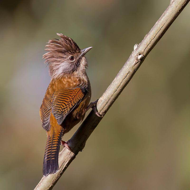 Hoary-Throated Barwing
