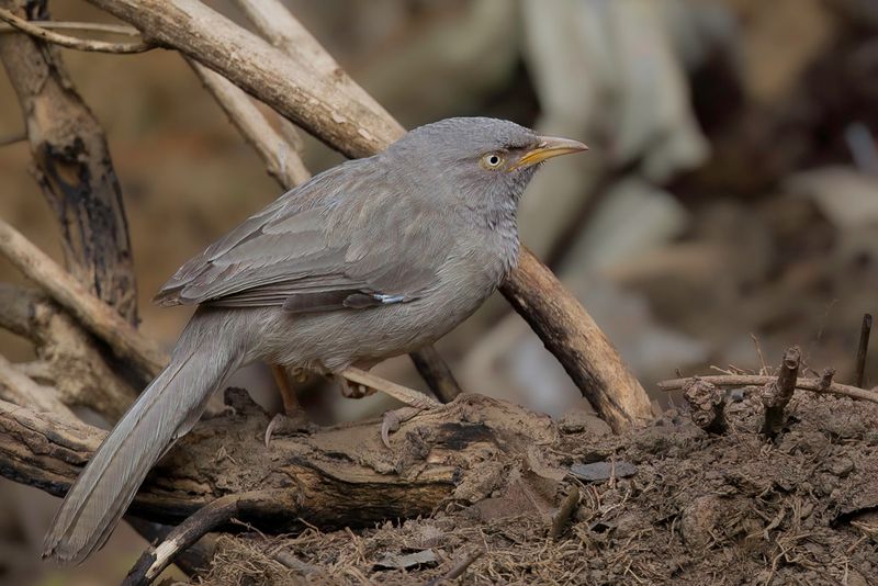 Jungle Babbler