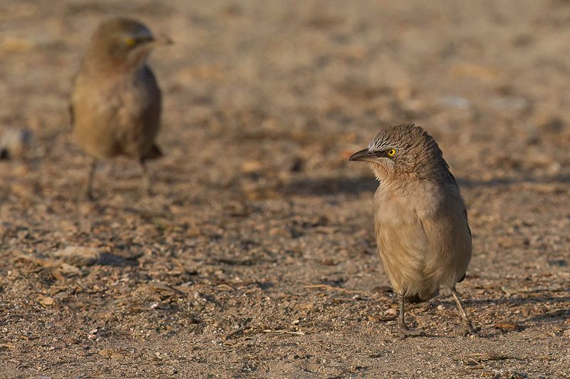 Large Grey Babbler