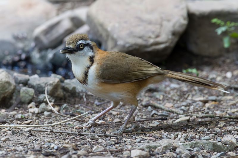 Lesser Necklaced Laughingthrush