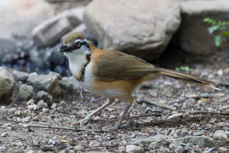 Lesser Necklaced Laughingthrush