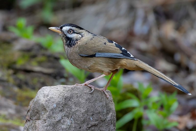 Moustached Laughingthrush