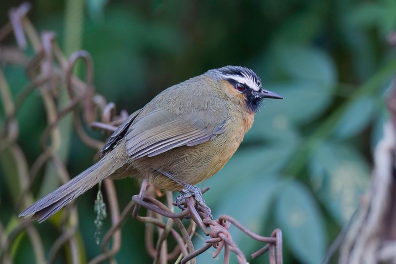 Nilgiri Laughingthrush
