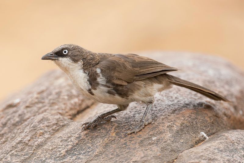 Northern Pied Babbler