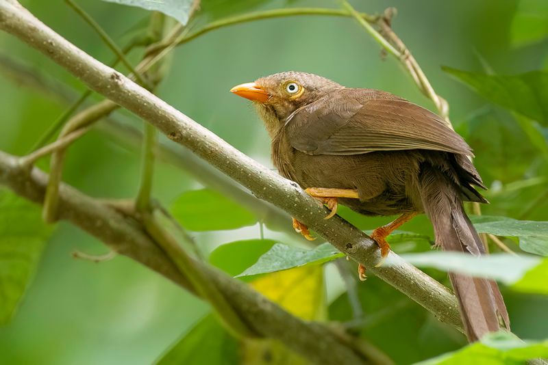 Orange-billed Babbler