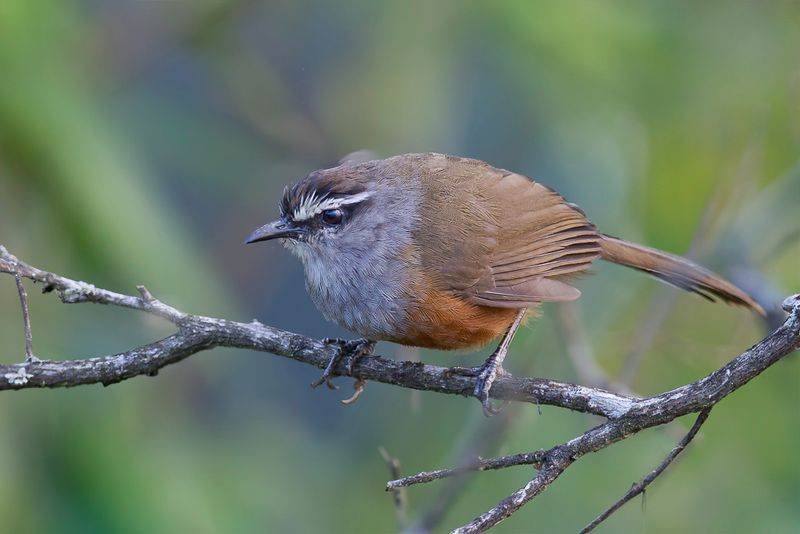 Palani Laughingthrush