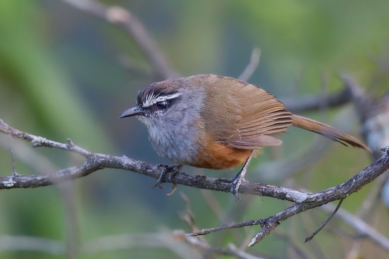 Palani Laughingthrush