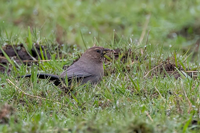 Plain Laughingthrush