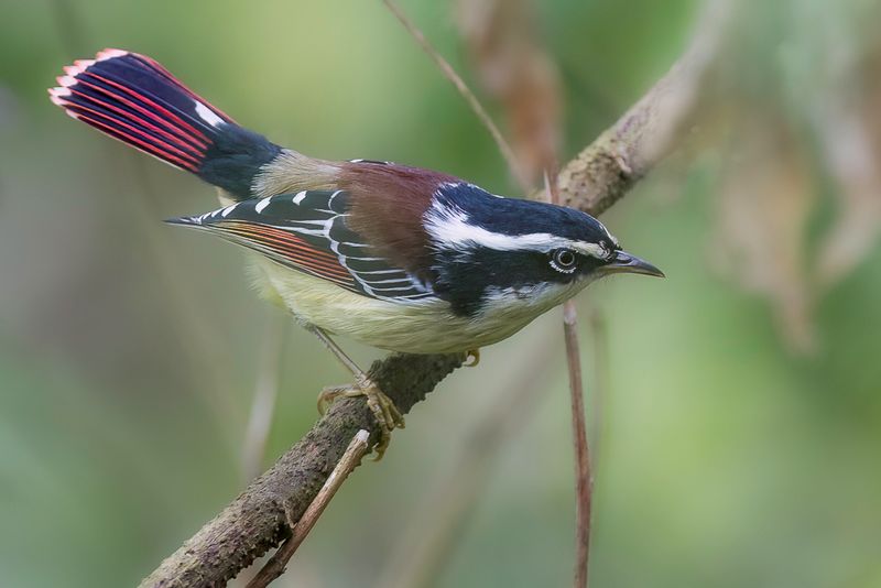 Red-tailed Minla