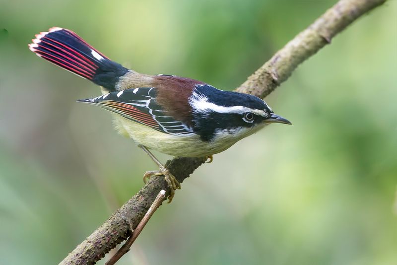 Red-tailed Minla