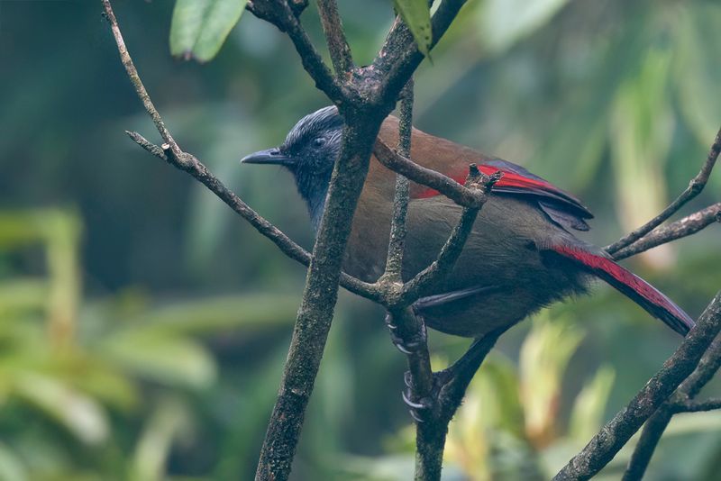 Red-winged Laughingthrush