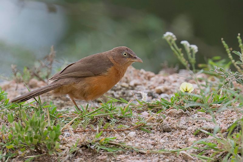 Rufous Chatterer