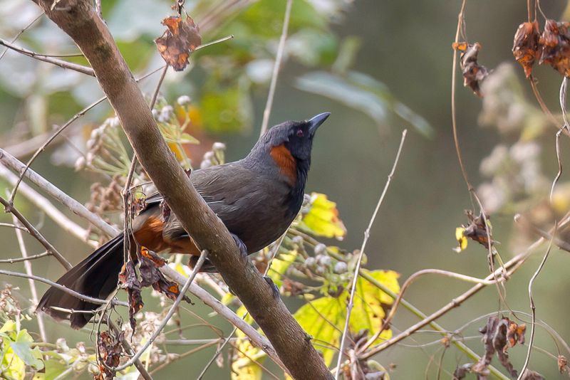 Rufous-necked Laughingthrush