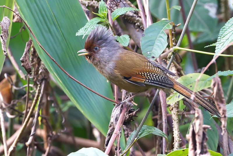 Rusty-fronted Barwing