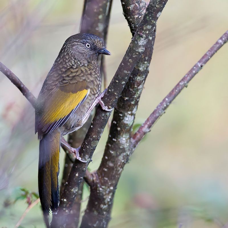 Scaly Laughingthrush