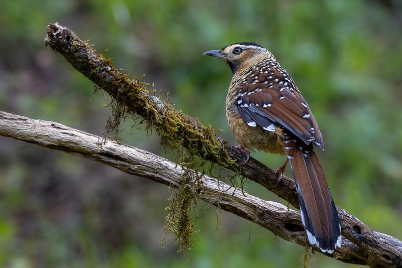 Spotted Laughingthrush
