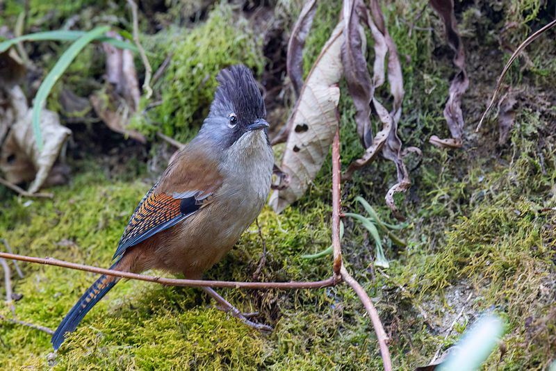 Streak-throated Barwing