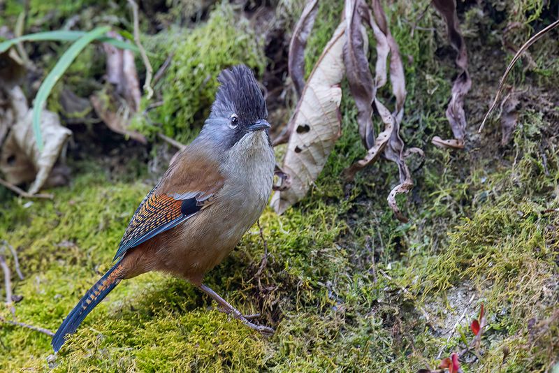 Streak-throated Barwing