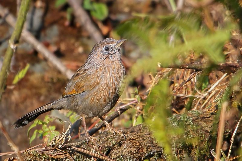 Streaked Laughingthrush
