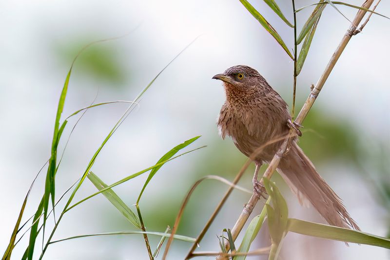 Striated Babbler