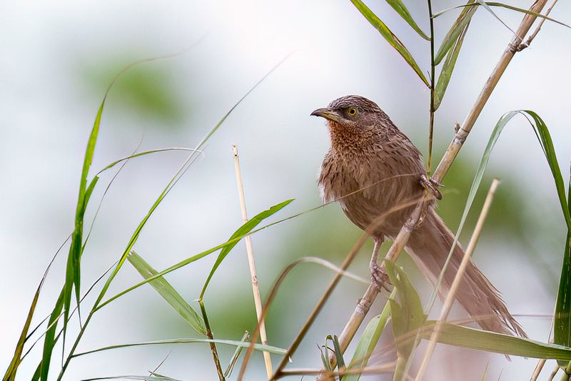 Striated Babbler
