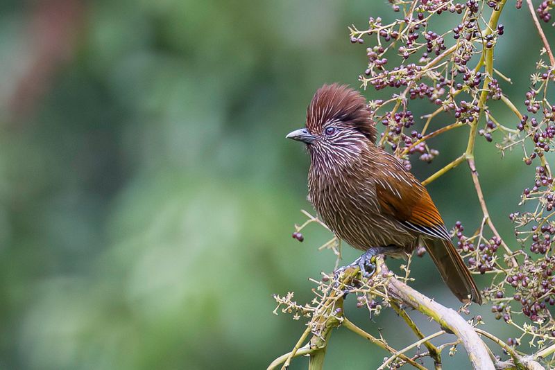 Striated Laughingthrush