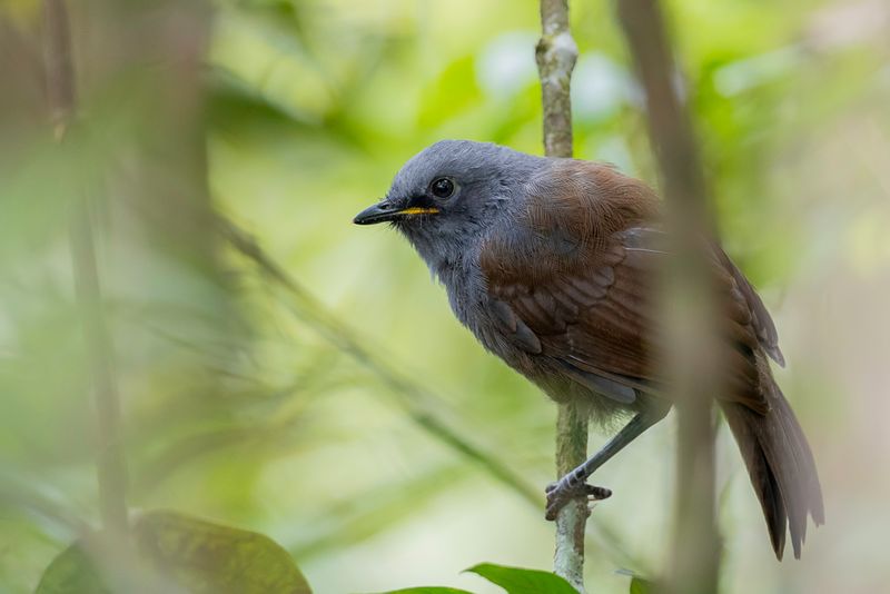 Sunda Laughingthrush (j)