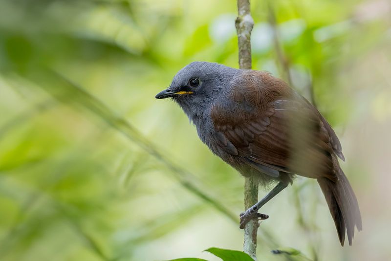 Sunda Laughingthrush (j)