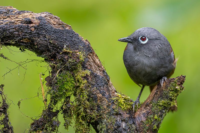 Sunda Laughingthrush