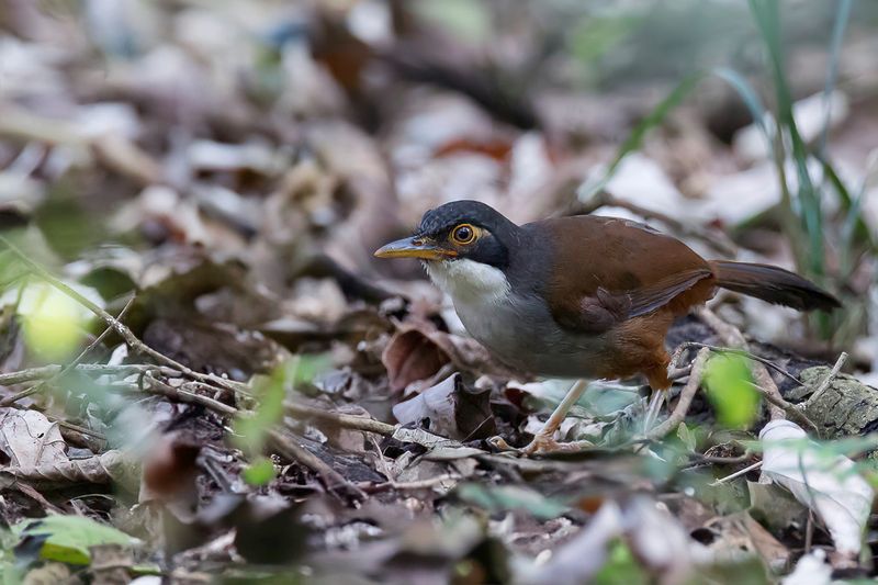 Wayanad Laughingthrush