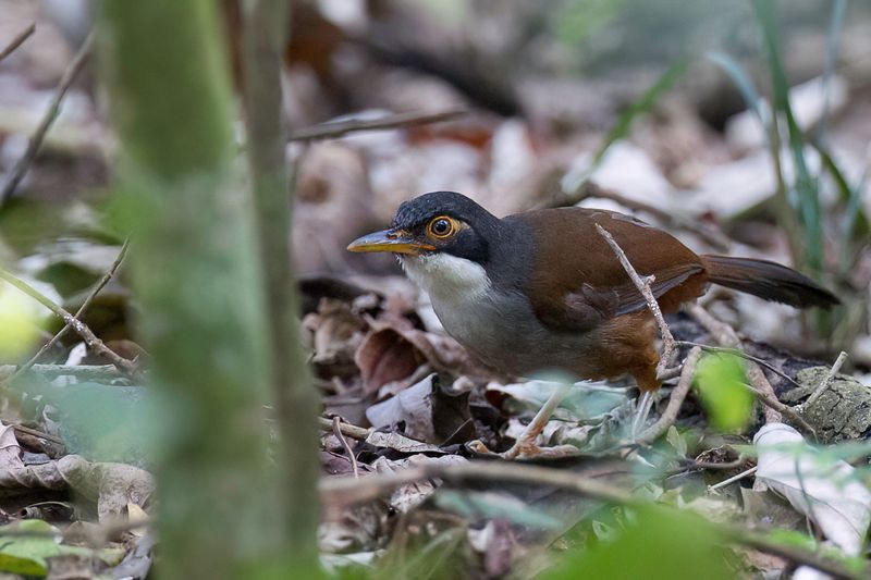 Wayanad Laughingthrush