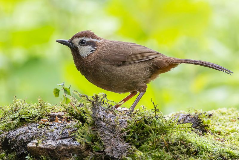 White-browed Laughingthrush