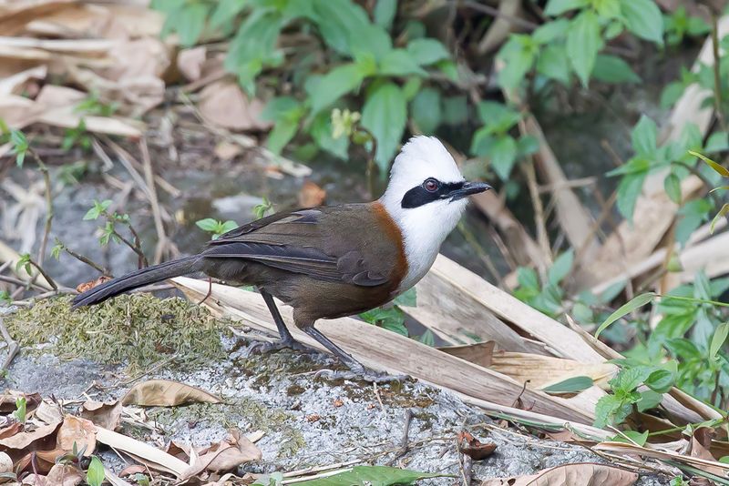 White-crested Laughingthrush